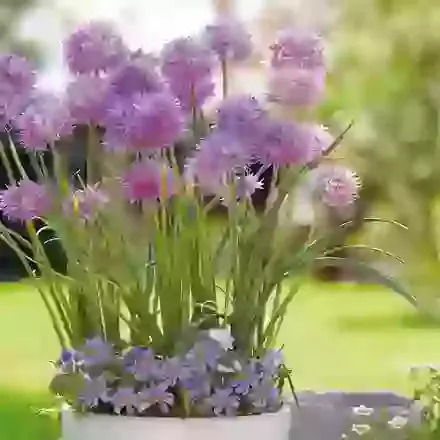 Allium & Anemone Blanda Collection